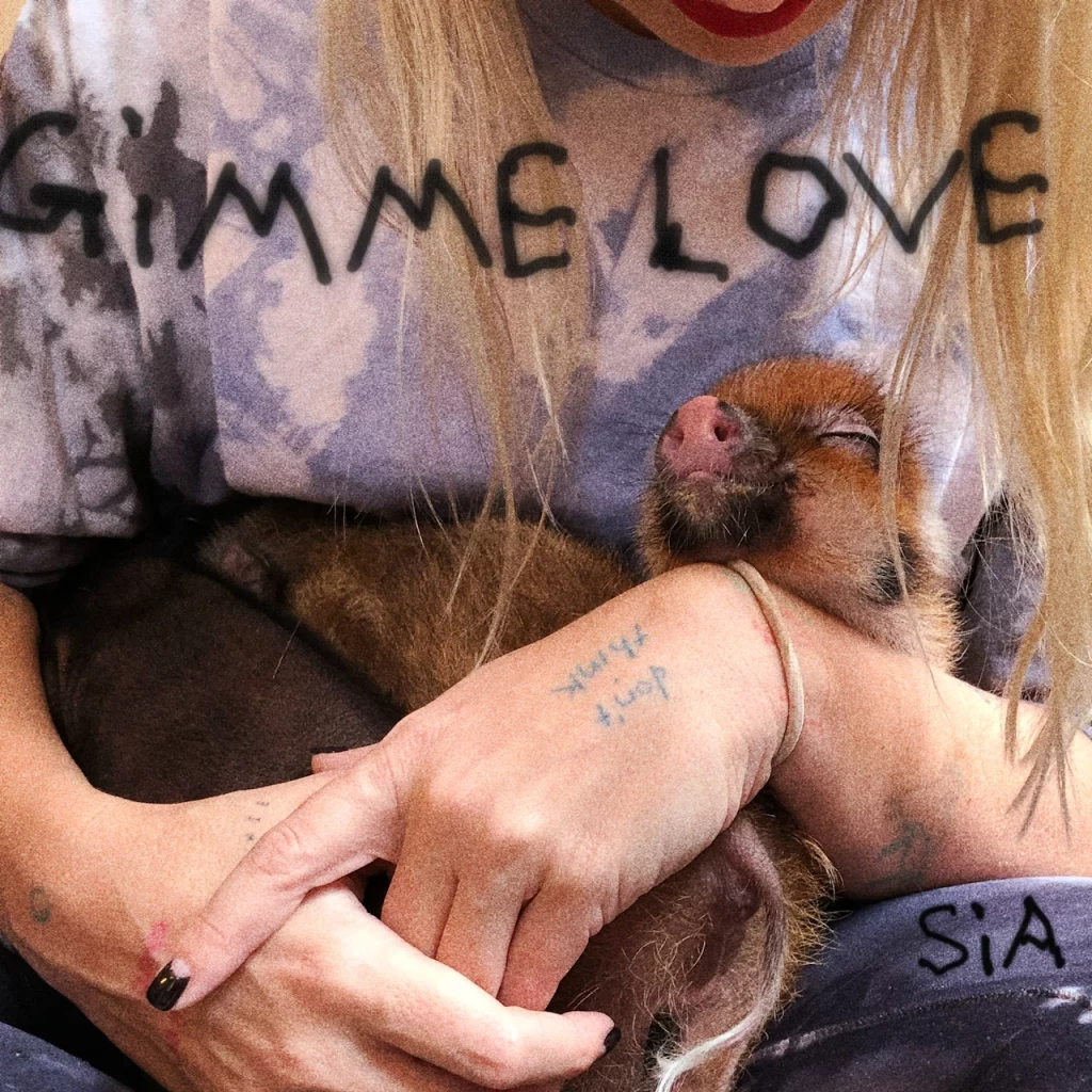 sia gimme love album