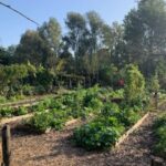 városi farm torinó óbudai egyetem