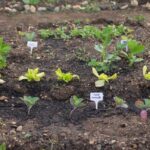 természetes növénytáplálás