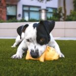 műfű lerakása kert