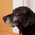 demens kutya demencia