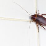 csótányok írtása