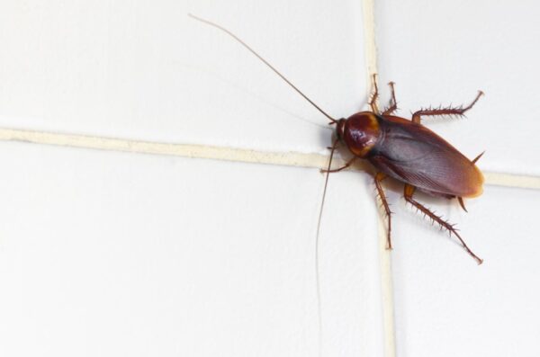 csótányok írtása