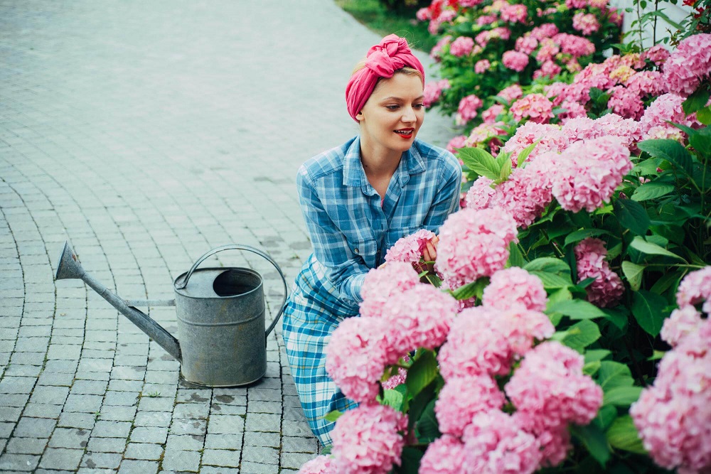 növények félárnyékos helyre hortenzia