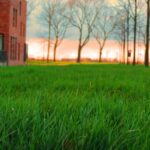 szerves trágyázás trágya