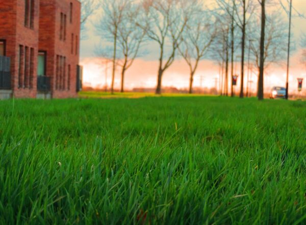 szerves trágyázás trágya