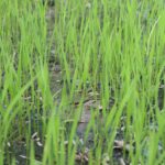 fűmag vetésre ültetésre