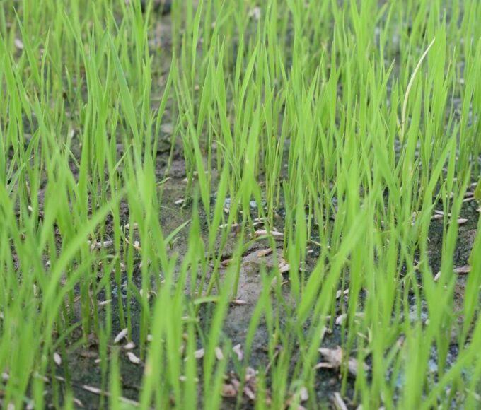 fűmag vetésre ültetésre