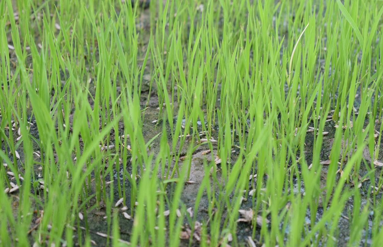 fűmag vetésre ültetésre