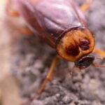 szabadulj meg csótányoktól