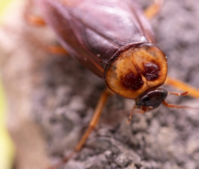 szabadulj meg csótányoktól