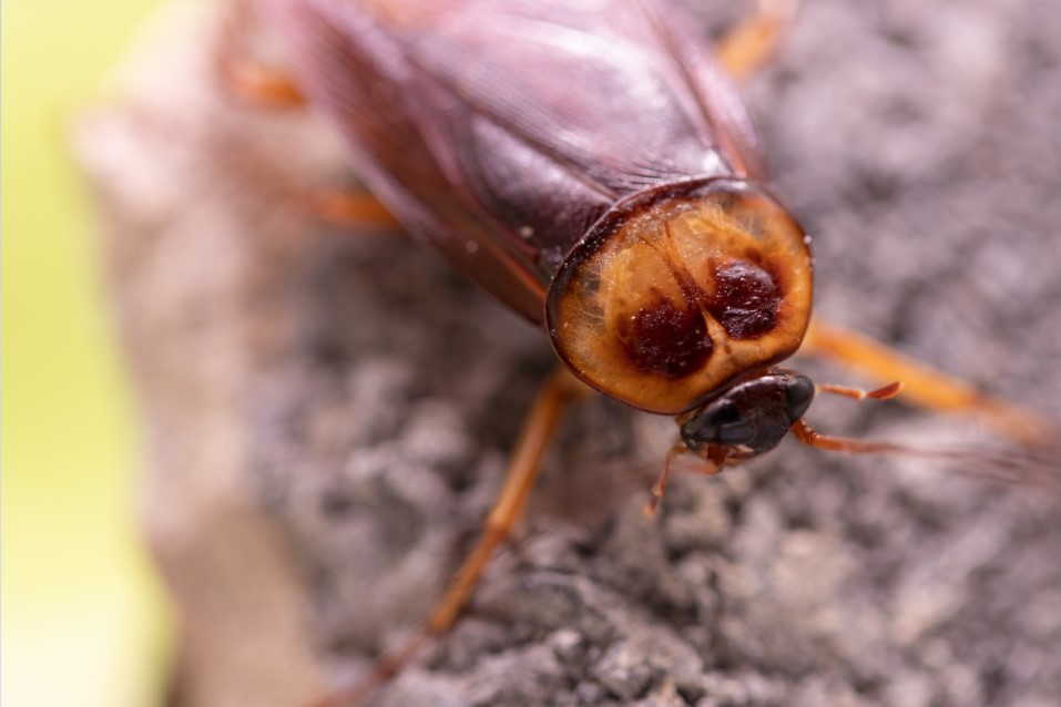 szabadulj meg csótányoktól