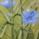 inulin bélmikrobiom összetevő