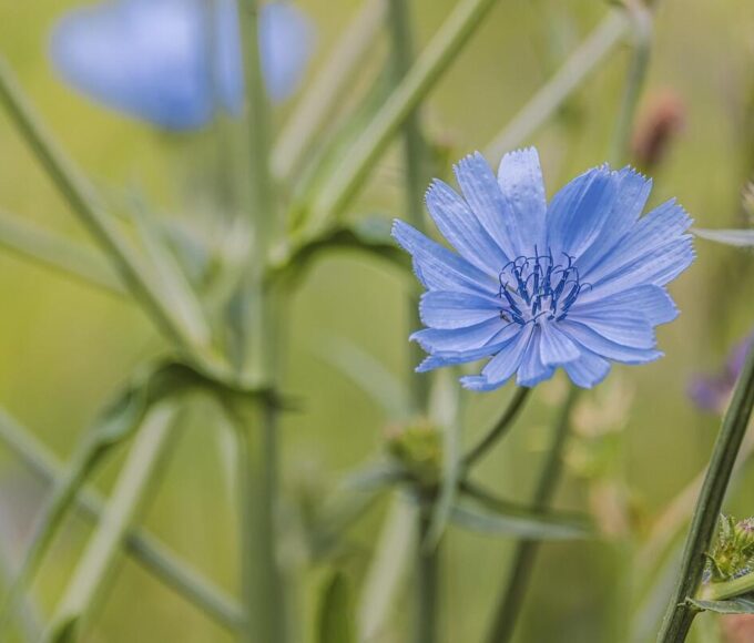 inulin bélmikrobiom összetevő