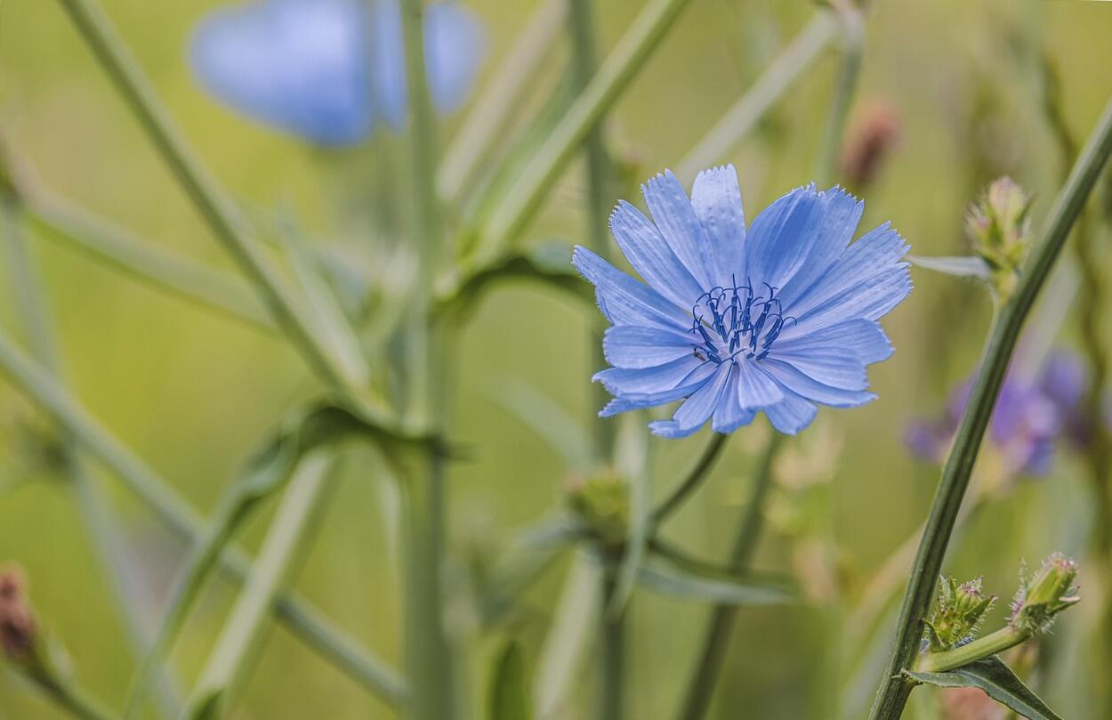 inulin bélmikrobiom összetevő