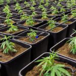 kannabidiol CBD olaj