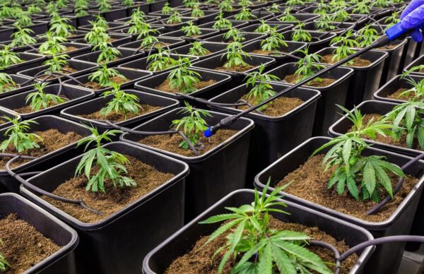 kannabidiol CBD olaj