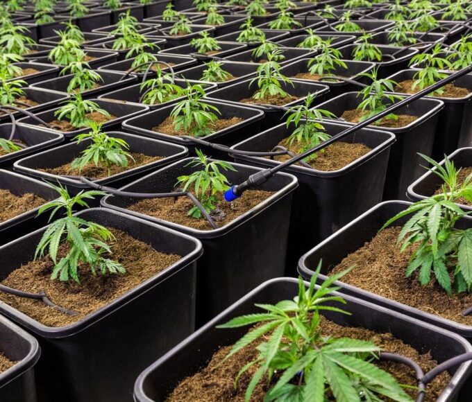 kannabidiol CBD olaj