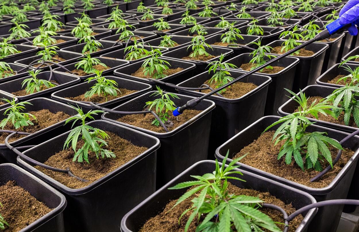 kannabidiol CBD olaj